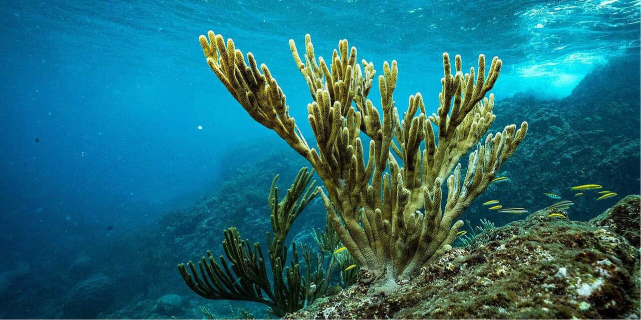 freshwater_sponge_05-1920x960_optimized