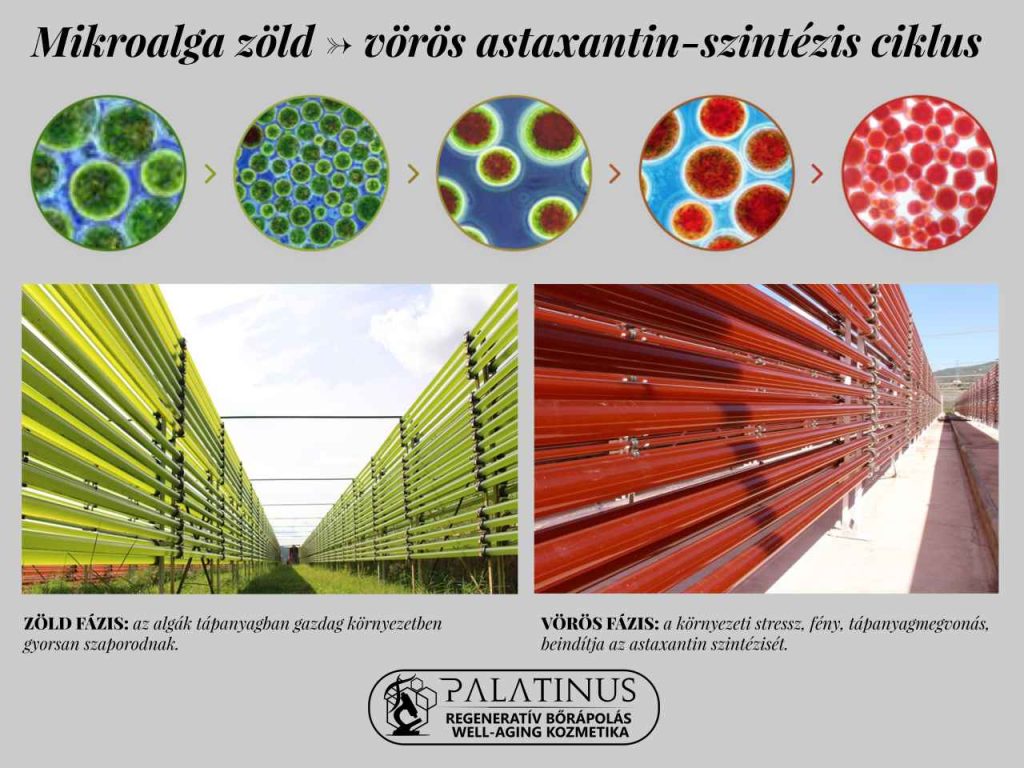 Astaxantin-AstaPure-Skin-Palatinus-Kozmetika-Webshop-regenerativ-borapolas