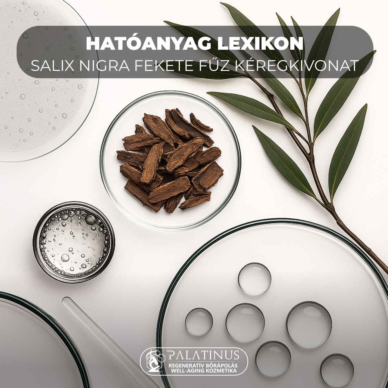 Hatoanyag-Lexikon-SALIX-NIGRA-Fekete-fuz-keregkivonat-Palatinus-Kozmetika-regenerativ-borapolas-well-aging-tudatos-borapolas-webshop