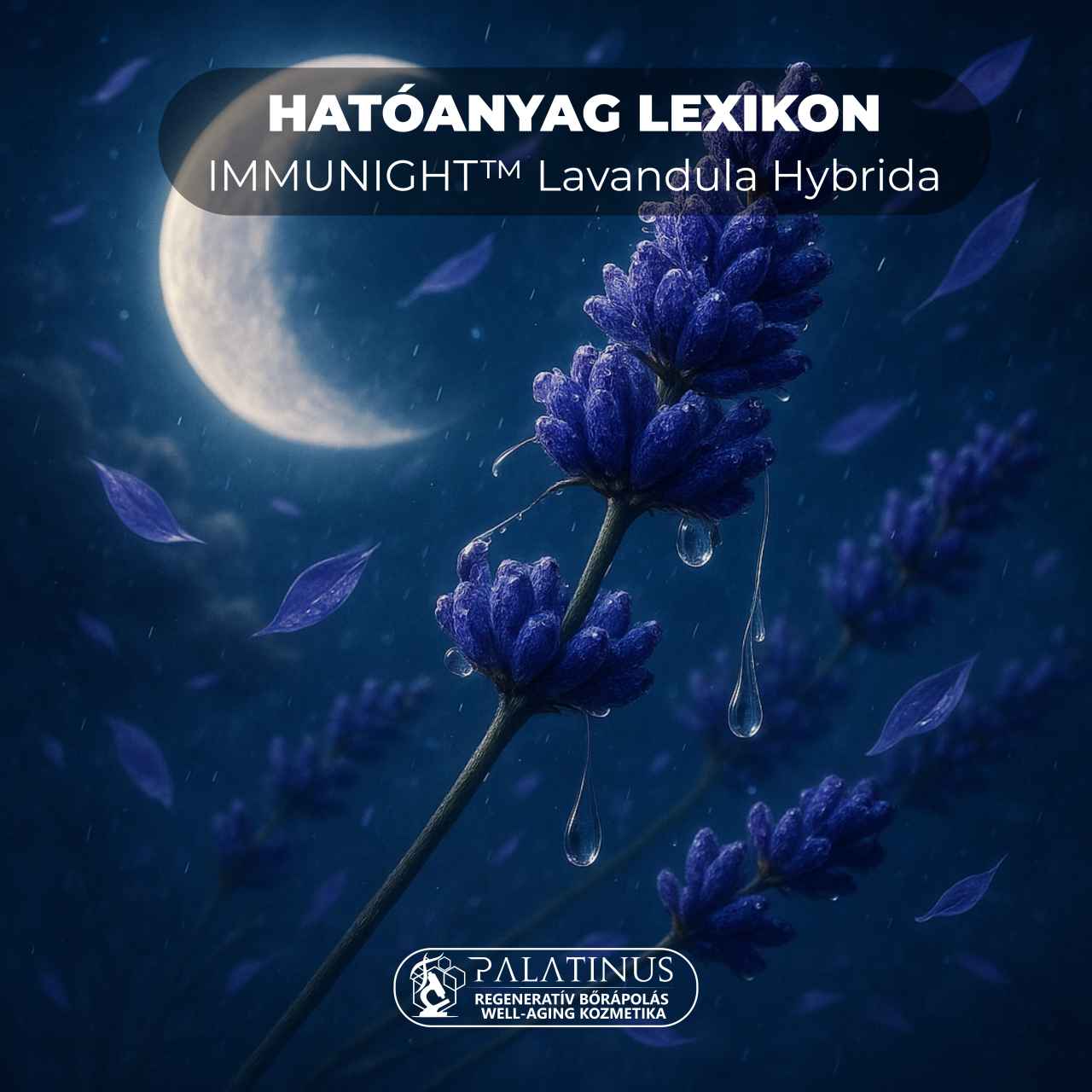 Hatoanyag-lexikon-IMMUNIGHT™-Lavandula-Hybrida-Palatinus-Kozmetika-regenerativ-borapolas-well-aging-tudatos-borapolas-webshop