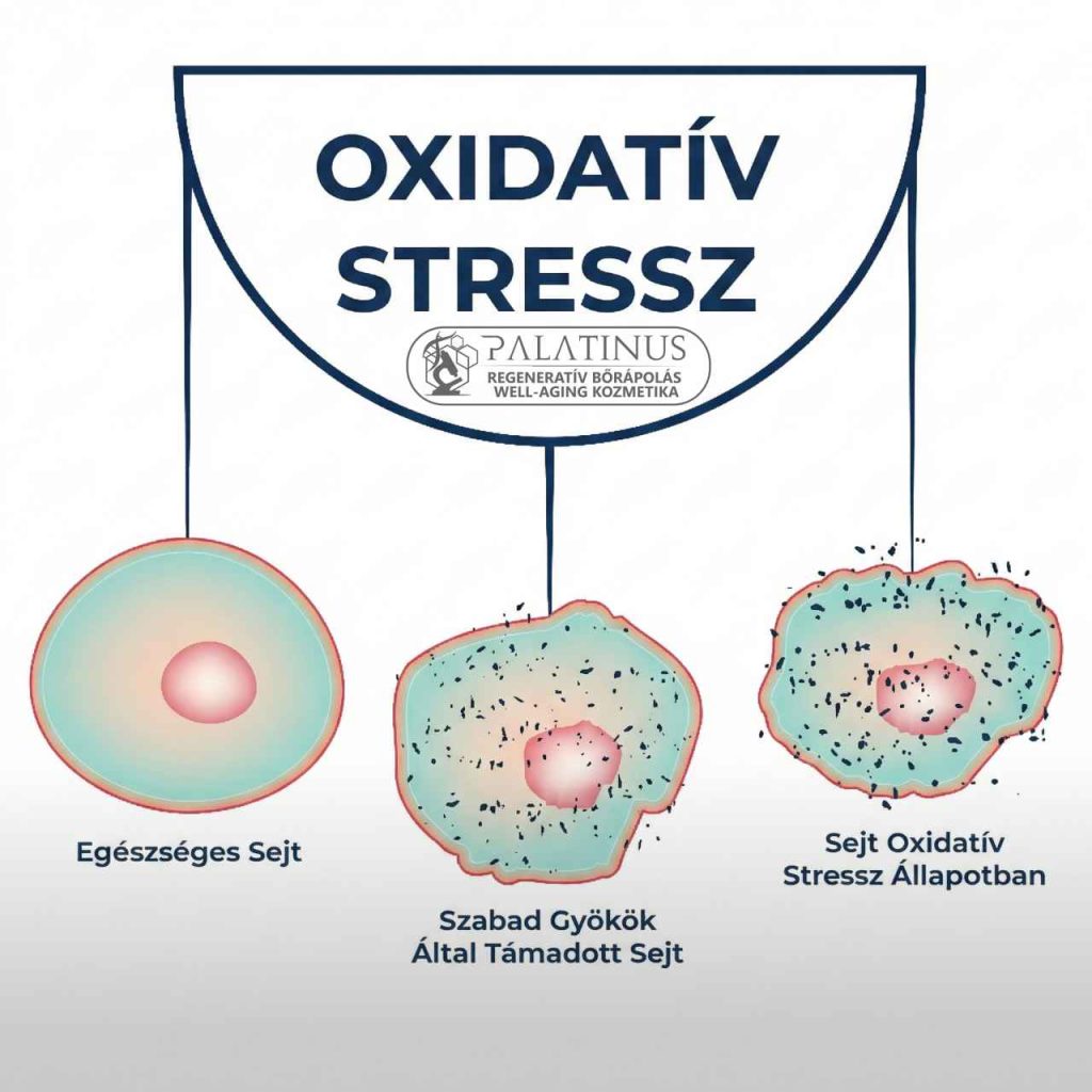 oxidativ-stressz-Palatinus-Kozmetika-regenerativ-borapolas-well-aging-tudatos-borapolas-webshop