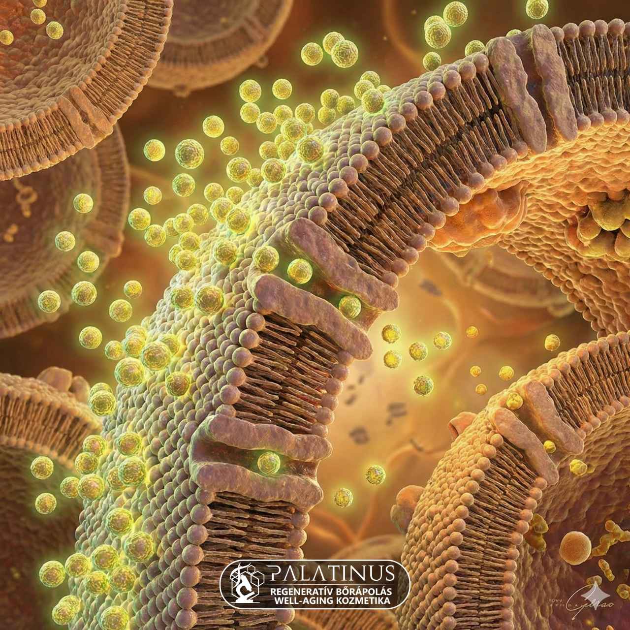 Biohasznosulás és Hatásmechanizmus: L-aszkorbinsav vs. Ascorbyl Tetraisopalmitate (3. rész)